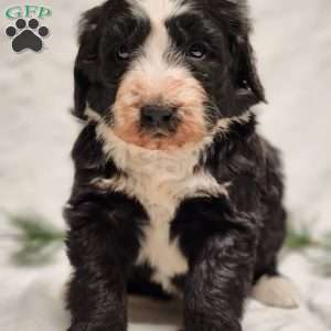 Pepper, Bernedoodle Puppy